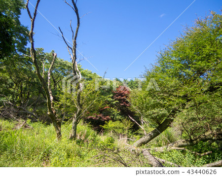 [Izu Peninsula] Sunny, blue sky, summer highland scenery [Izusan Ridge Sidewalk, Mt. Daruma] 43440626