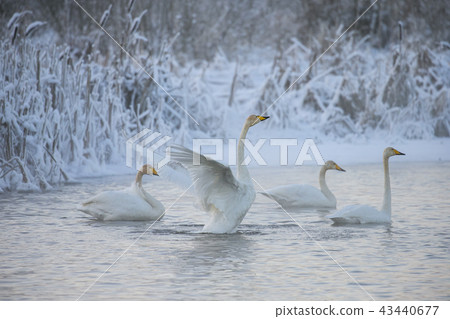 Beautiful white whooping swans swimming in the winter lake. The place of wintering of swans 43440677