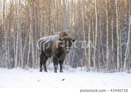 Mammals - European bison Bison bonasus in winter time 43440738