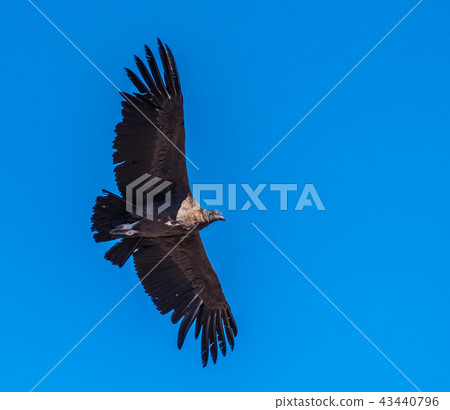 Andean condor, national symbol of Peru Andean condor, national symbol of Peru 43440796