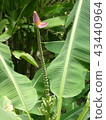 香蕉花 43440964