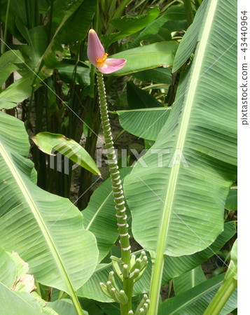 Banana flowers 43440964