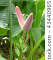 香蕉花 43440965