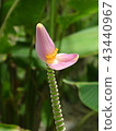 香蕉花 43440967