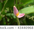 香蕉花 43440968
