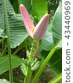 香蕉花 43440969