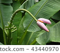 香蕉花 43440970