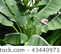 香蕉花 43440971