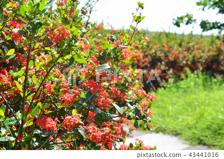 Sandan flower Sandan flower 43441016