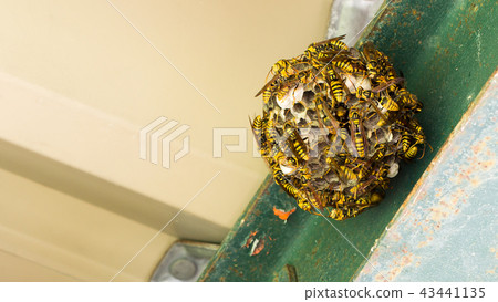 honeycomb honeycomb 43441135