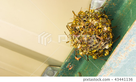 Angry beehive 43441136