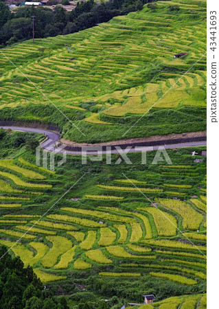 【Selected 100 Japanese Tanadas ・ Mie Prefecture · Tourist Attractions】 Maruyama Senmaida 43441693