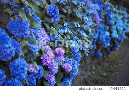繡球 43441811