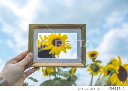 sunflower	 43441841