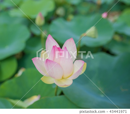 蓮花 43441971