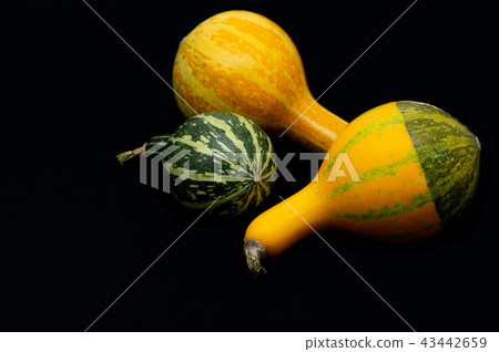 Toy pumpkin 3 pieces Black background b-1 upper right Toy pumpkin 3 pieces Black background b-1 upper right 43442659