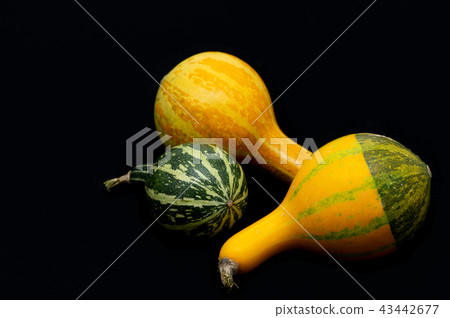 Toy pumpkin 3 black background b-2 lower right Toy pumpkin 3 black background b-2 lower right 43442677