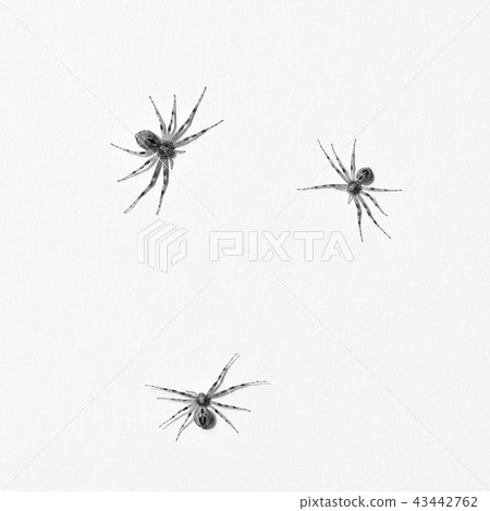 Predatory spider isolated on white background Predatory spider isolated on white background 43442762