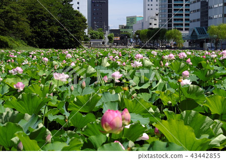 Lotus flower in Akita station square Hirokoji Lotus flower in Akita station square Hirokoji 43442855