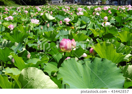 Lotus flower in Akita station square Hirokoji Lotus flower in Akita station square Hirokoji 43442857