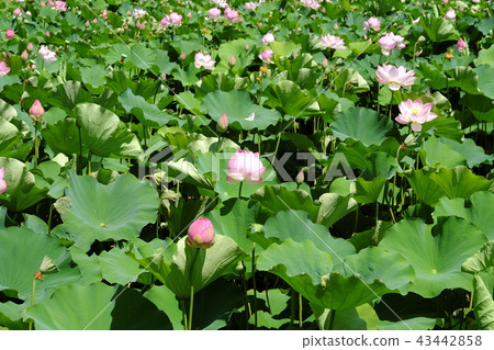 Lotus flower in Akita station square Hirokoji Lotus flower in Akita station square Hirokoji 43442858