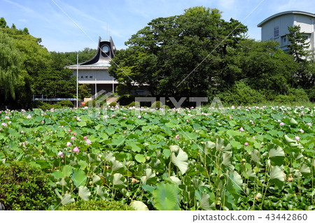 Lotus flower in Akita station square Hirokoji 43442860