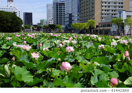 Lotus flower in Akita station square Hirokoji Lotus flower in Akita station square Hirokoji 43442869