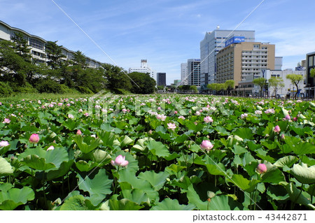 Lotus flower in Akita station square Hirokoji 43442871