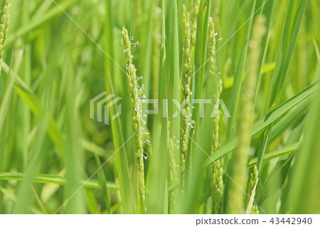 Rice flowers 43442940