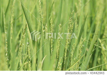Rice flowers 43442943