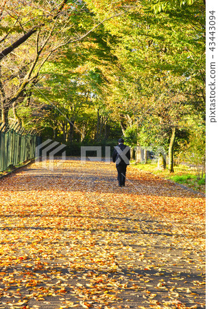 Autumn commuting scenery Step on the fallen leaves and walk Autumn commuting scenery Step on the fallen leaves and walk 43443094