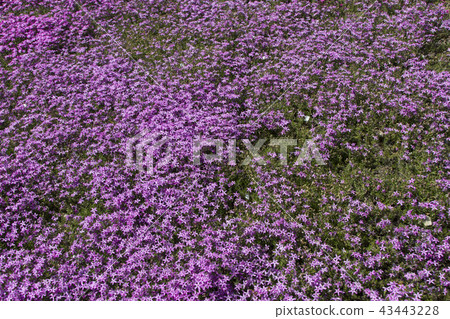 Shibata of the Kunita family / Gifu Prefecture Gifu Shibata of the Kunita family / Gifu Prefecture Gifu 43443228