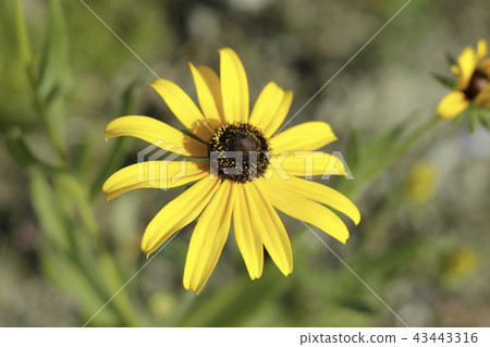 Yellow flower-Alage flower 43443316