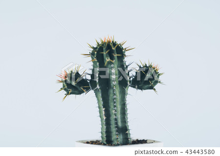 Small cactus in plastic pot on white background. 43443580