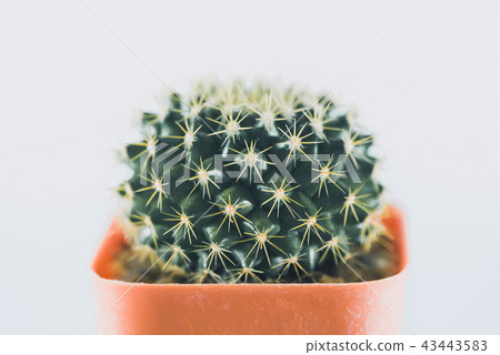 Small cactus in plastic pot on white background. 43443583