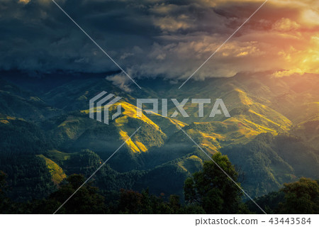 Rice fields on terraced with wooden pavilion 43443584