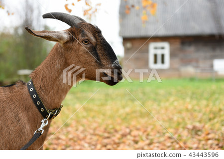 Goat of the Nubian breed Goat of the Nubian breed 43443596