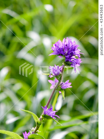 Counterbore Counterbore 43443663