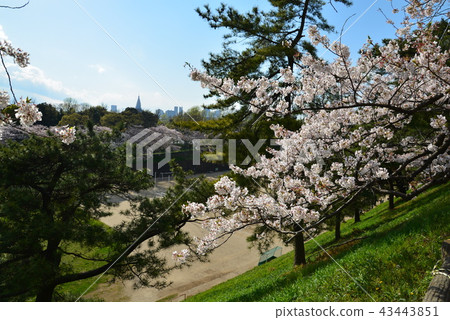 Tokyo Yotsuya cherry blossoms 43443851