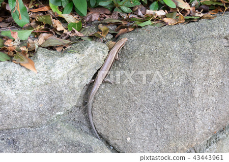 A lizard A lizard 43443961