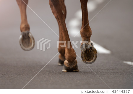 The horse runs on the asphalt road 43444337