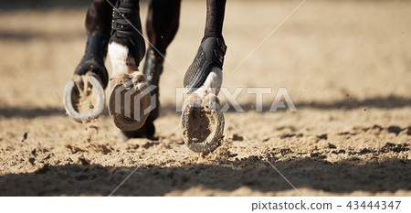 The horse runs on the sandy road The horse runs on the sandy road 43444347