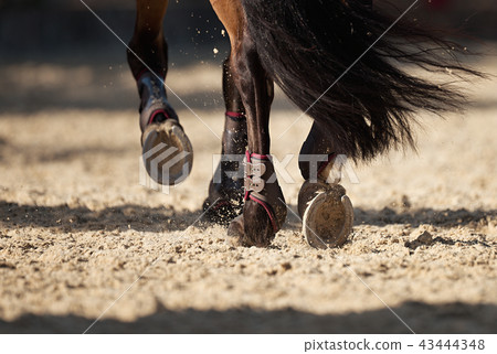 The horse runs on the sandy road The horse runs on the sandy road 43444348