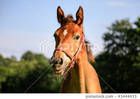 Portrait of the foal in summer 43444433