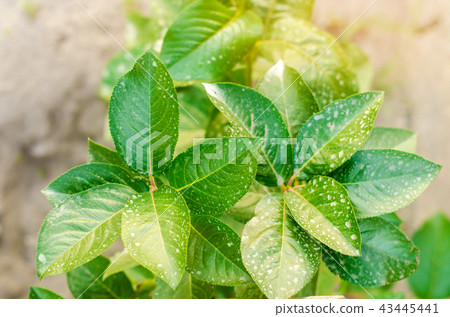 fertilizing trees and bushes fertilizing trees and bushes 43445441