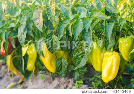 pepper disease is caused by the Phytophthora 43445469