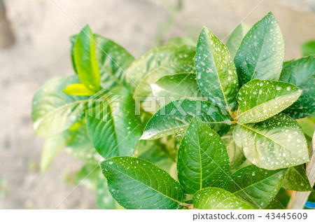 fertilizing trees and bushes, treating plants fertilizing trees and bushes, treating plants 43445609