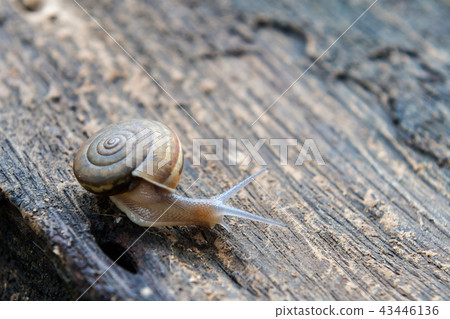closeup snail on wood background closeup snail on wood background 43446136