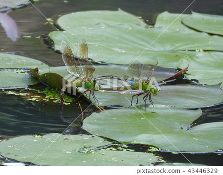 Pair of Ginyanma laying on water lily 43446329
