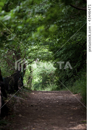 The road in the woods The road in the woods 43446471